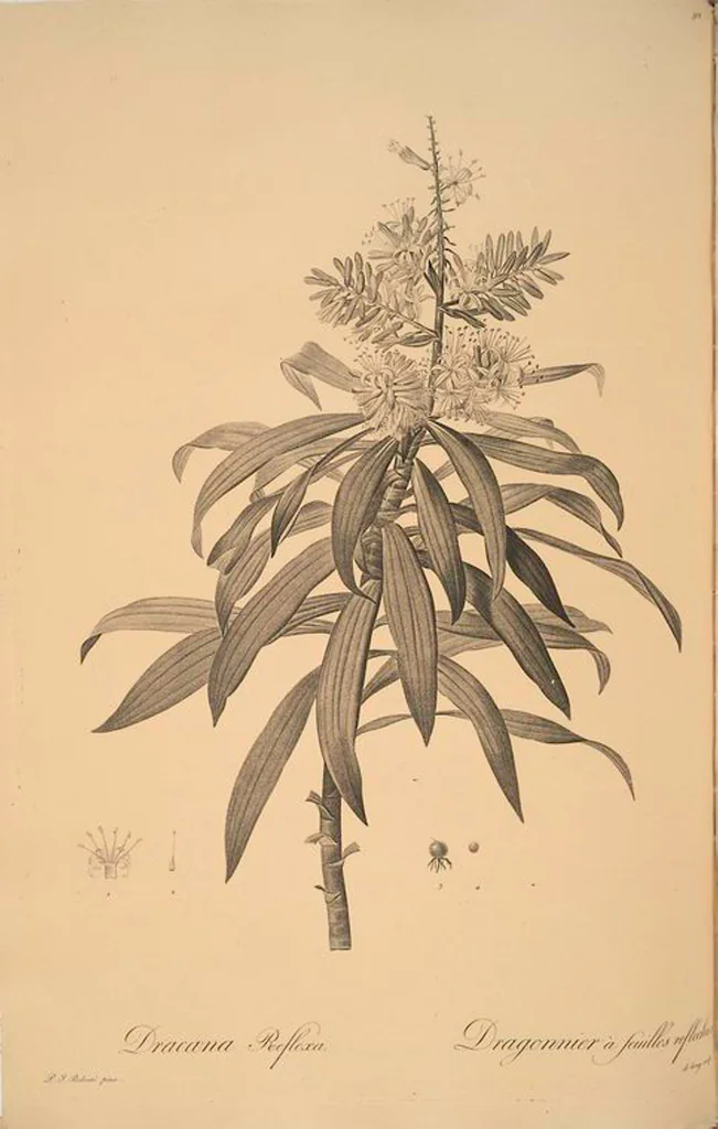 An illustration from Les liliacées, 1805, leaf 95
