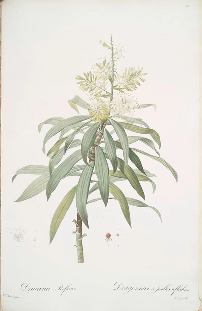 An illustration from Les liliacées, 1805, leaf 95