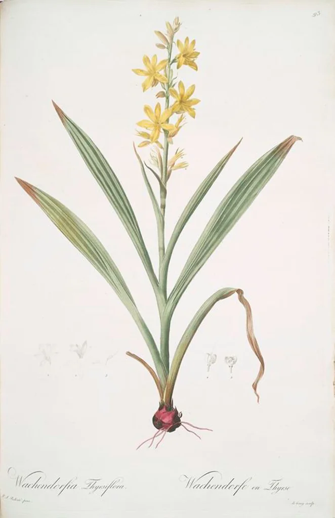 An illustration from Les liliacées, 1805, leaf 96