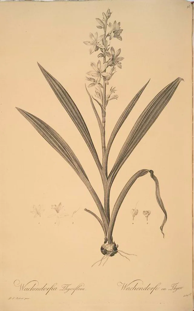 An illustration from Les liliacées, 1805, leaf 96