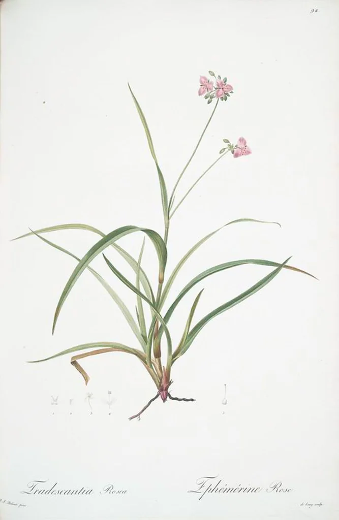 An illustration from Les liliacées, 1805, leaf 97
