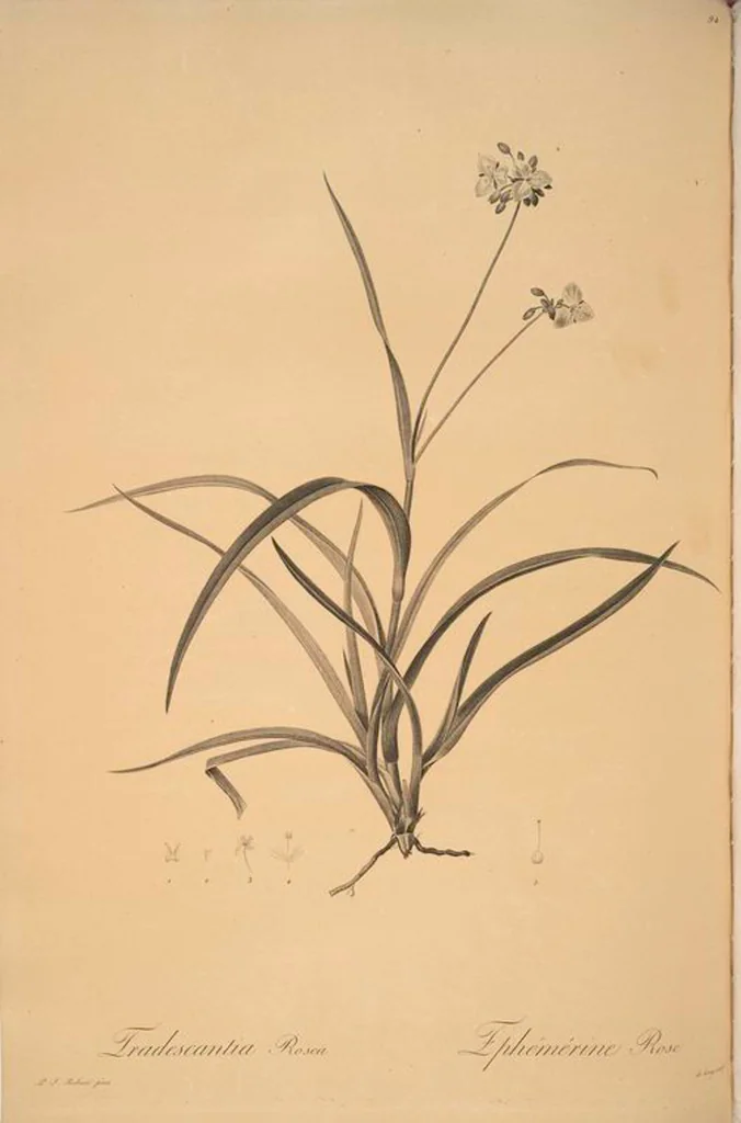 An illustration from Les liliacées, 1805, leaf 97