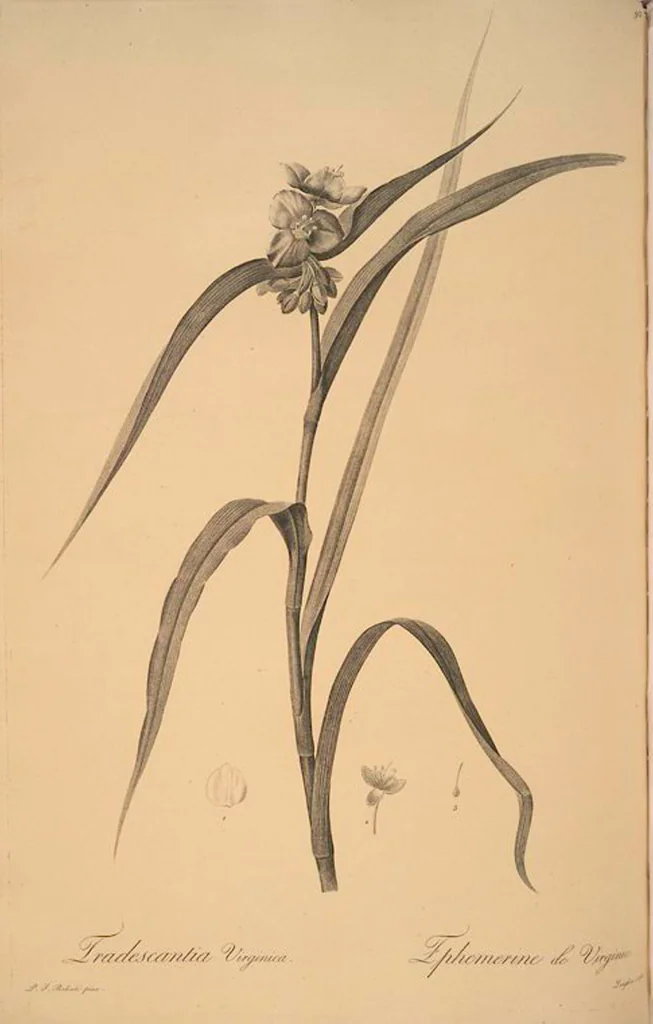 An illustration from Les liliacées, 1805, leaf 98