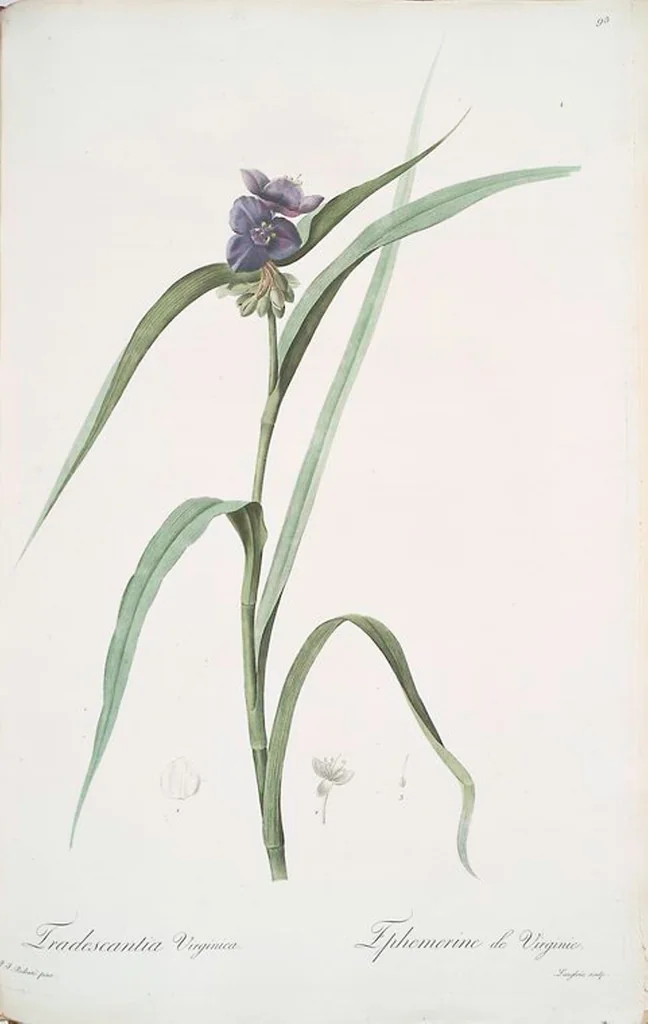 An illustration from Les liliacées, 1805, leaf 98