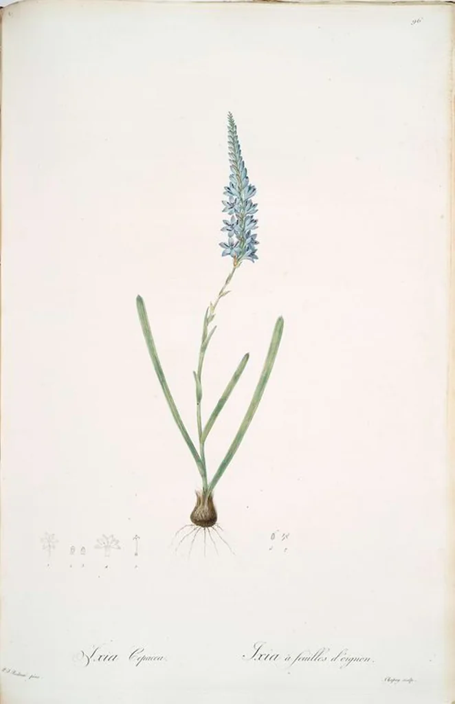 An illustration from Les liliacées, 1805, leaf 99