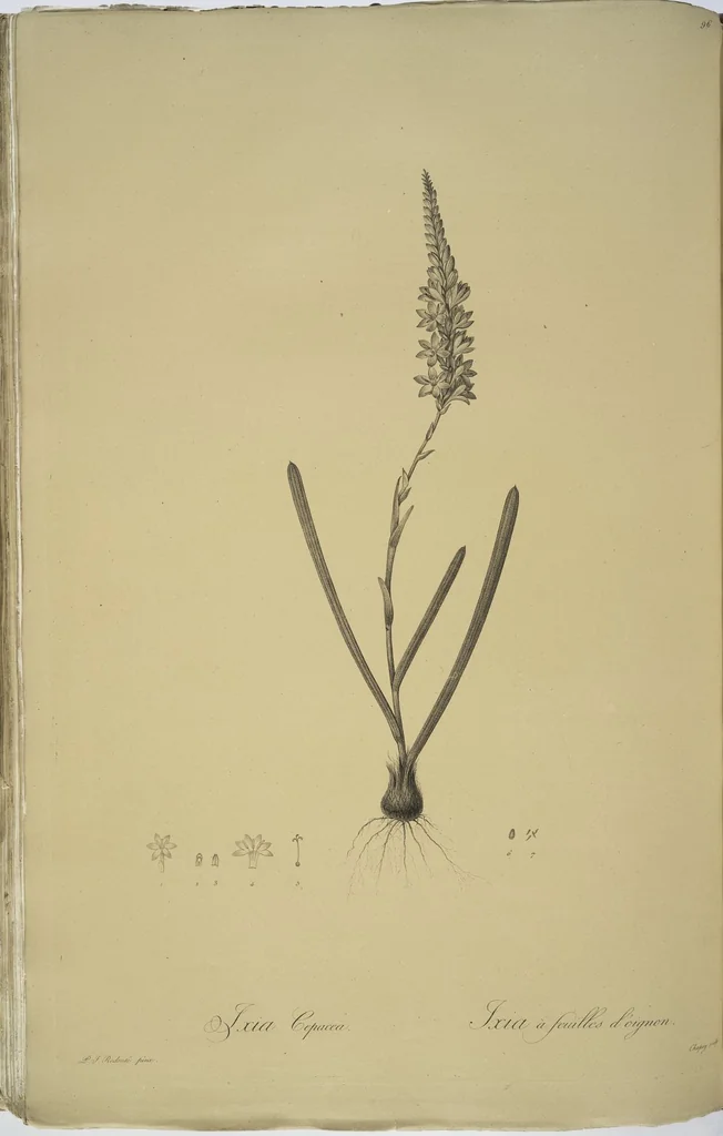 An illustration from Les liliacées, 1805, leaf 99