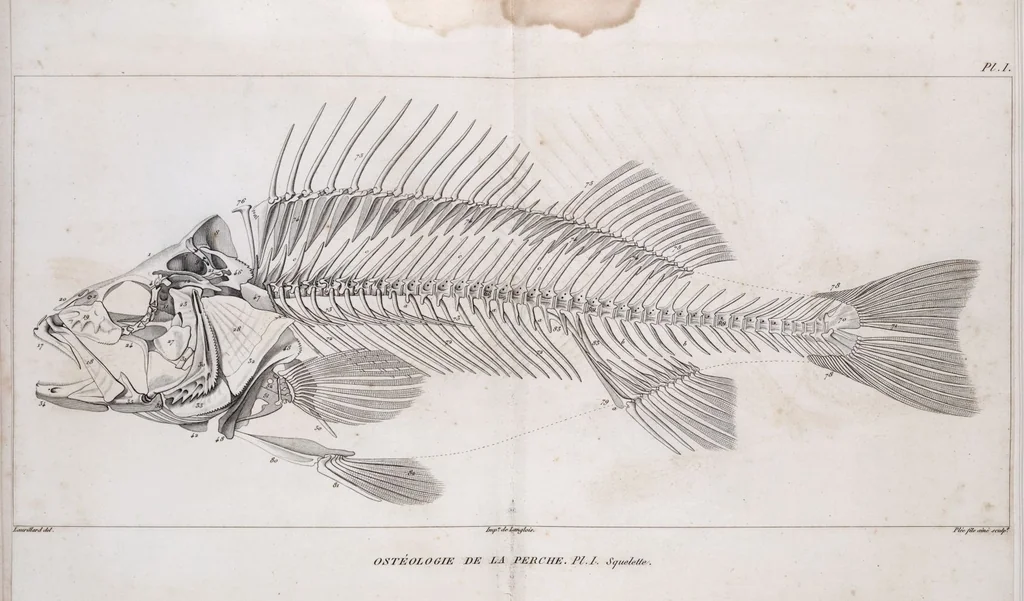An illustration from Voyage de la corvette l'Astrolabe exécuté par ordre du roi, pendant les années 1826-1827-1828-1829, sous le commandement de M. J. Dumont d'Urville, 1830, leaf 122