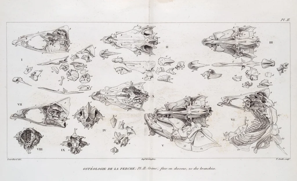 An illustration from Voyage de la corvette l'Astrolabe exécuté par ordre du roi, pendant les années 1826-1827-1828-1829, sous le commandement de M. J. Dumont d'Urville, 1830, leaf 123
