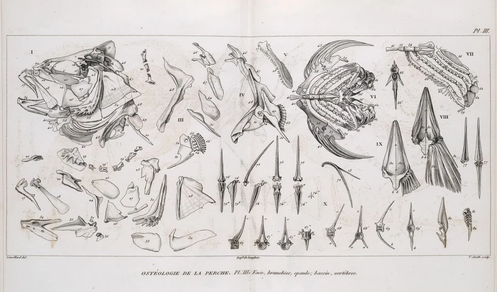 An illustration from Voyage de la corvette l'Astrolabe exécuté par ordre du roi, pendant les années 1826-1827-1828-1829, sous le commandement de M. J. Dumont d'Urville, 1830, leaf 124