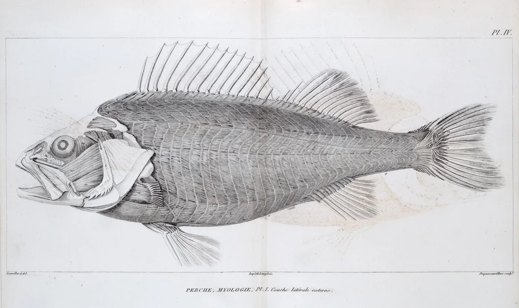 An illustration from Voyage de la corvette l'Astrolabe exécuté par ordre du roi, pendant les années 1826-1827-1828-1829, sous le commandement de M. J. Dumont d'Urville, 1830, leaf 125