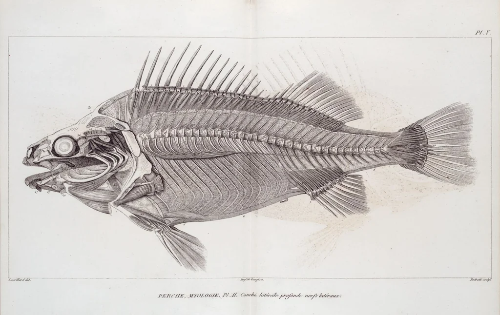An illustration from Voyage de la corvette l'Astrolabe exécuté par ordre du roi, pendant les années 1826-1827-1828-1829, sous le commandement de M. J. Dumont d'Urville, 1830, leaf 126