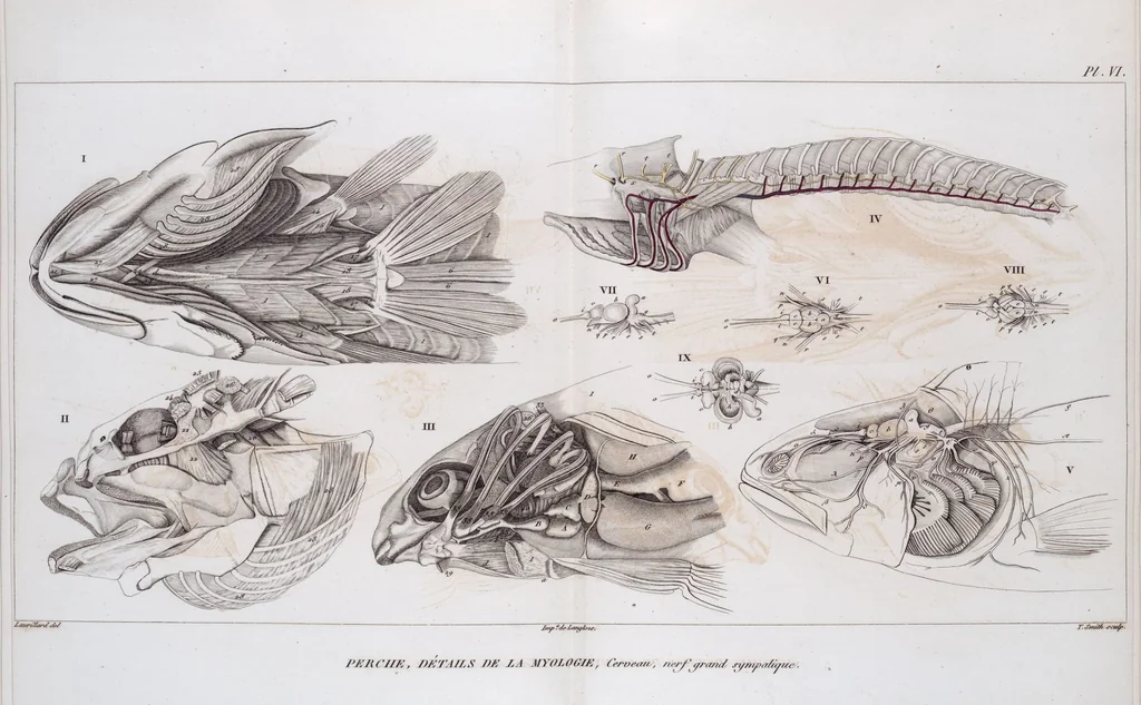 An illustration from Voyage de la corvette l'Astrolabe exécuté par ordre du roi, pendant les années 1826-1827-1828-1829, sous le commandement de M. J. Dumont d'Urville, 1830, leaf 127