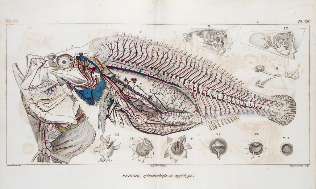 An illustration from Voyage de la corvette l'Astrolabe exécuté par ordre du roi, pendant les années 1826-1827-1828-1829, sous le commandement de M. J. Dumont d'Urville, 1830, leaf 128