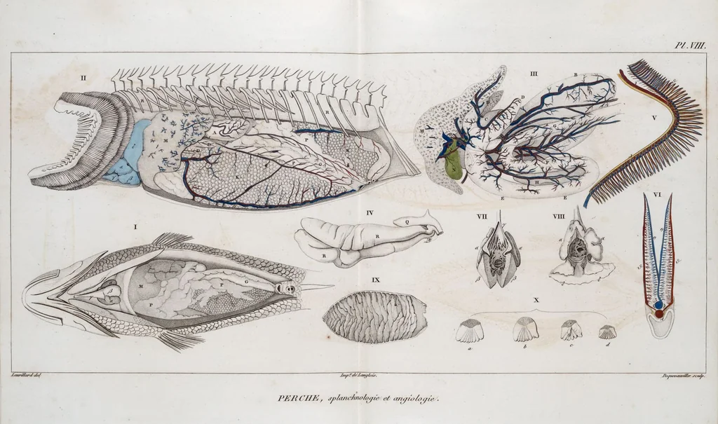 An illustration from Voyage de la corvette l'Astrolabe exécuté par ordre du roi, pendant les années 1826-1827-1828-1829, sous le commandement de M. J. Dumont d'Urville, 1830, leaf 129