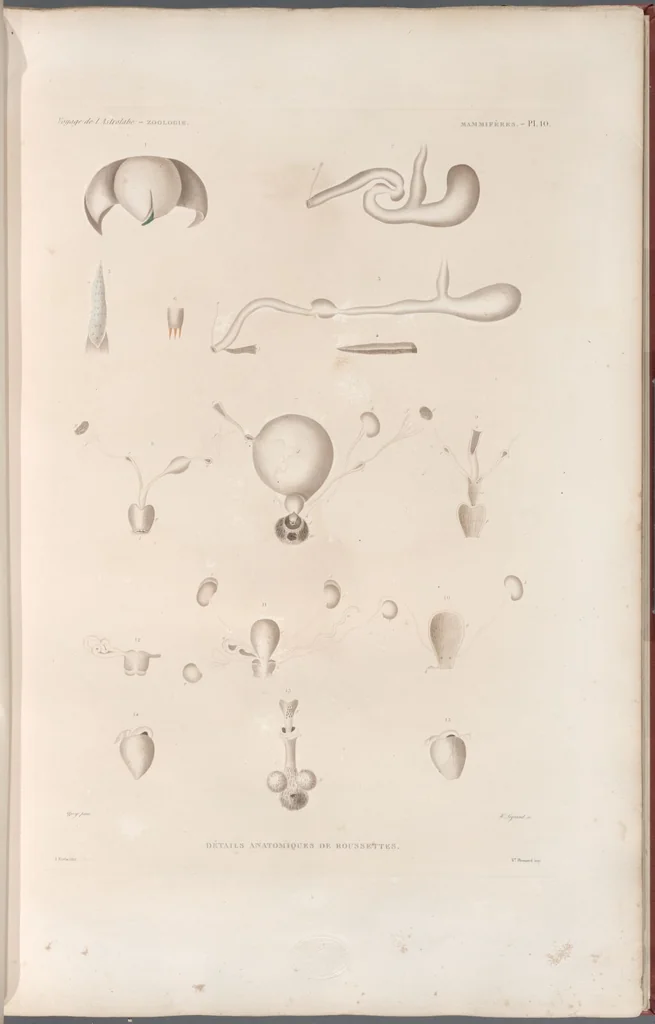 An illustration from Voyage de la corvette l'Astrolabe exécuté par ordre du roi, pendant les années 1826-1827-1828-1829, sous le commandement de M. J. Dumont d'Urville, 1830, leaf 259