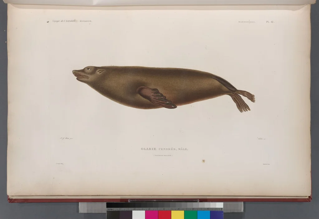 An illustration from Voyage de la corvette l'Astrolabe exécuté par ordre du roi, pendant les années 1826-1827-1828-1829, sous le commandement de M. J. Dumont d'Urville, 1830, leaf 261