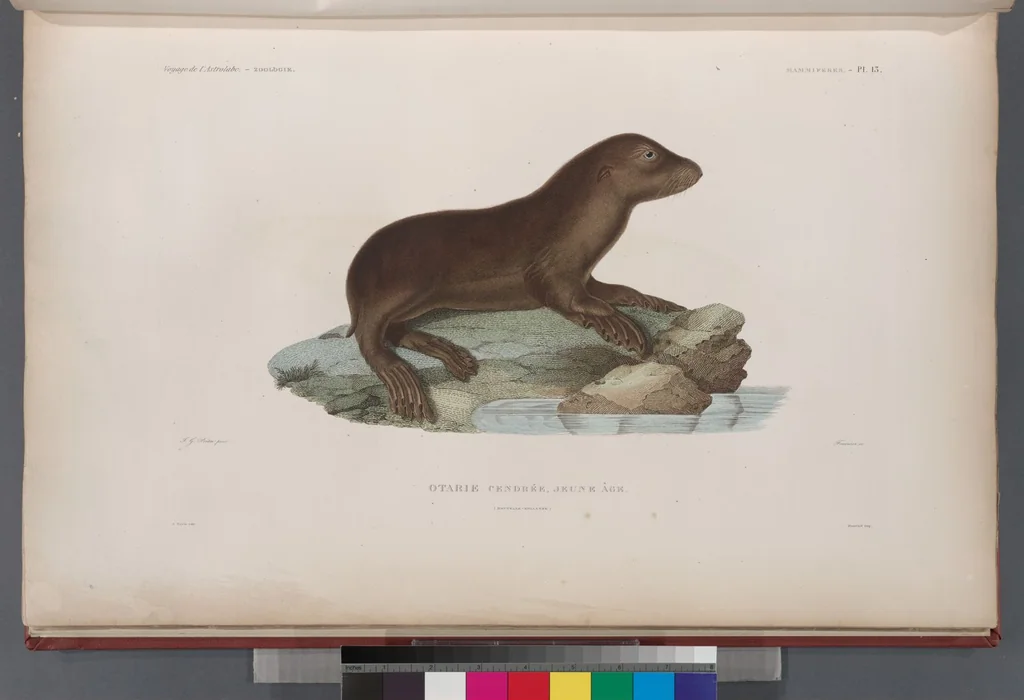 An illustration from Voyage de la corvette l'Astrolabe exécuté par ordre du roi, pendant les années 1826-1827-1828-1829, sous le commandement de M. J. Dumont d'Urville, 1830, leaf 262
