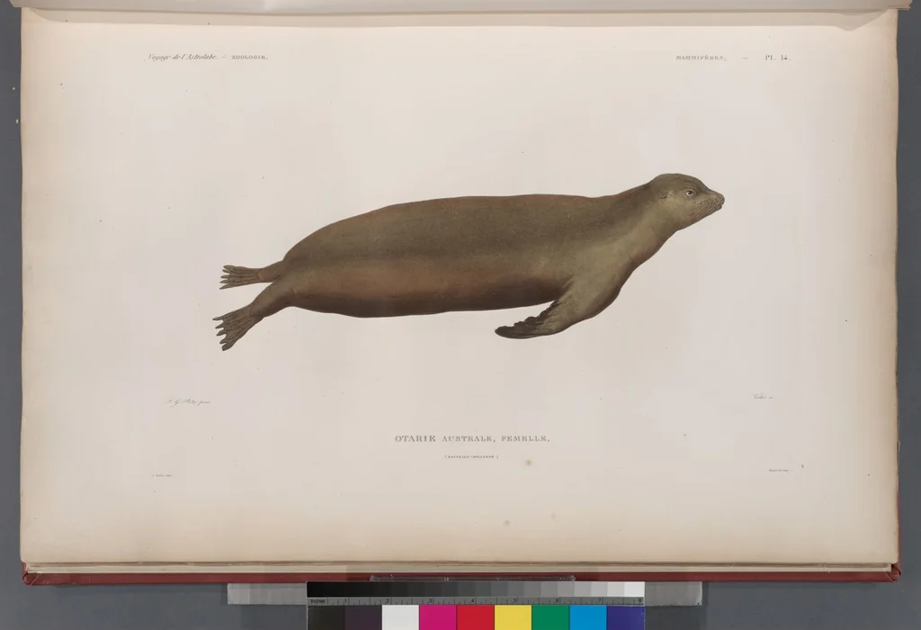An illustration from Voyage de la corvette l'Astrolabe exécuté par ordre du roi, pendant les années 1826-1827-1828-1829, sous le commandement de M. J. Dumont d'Urville, 1830, leaf 263