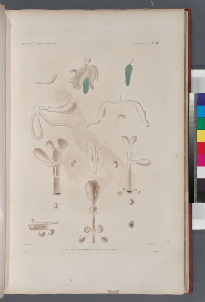 An illustration from Voyage de la corvette l'Astrolabe exécuté par ordre du roi, pendant les années 1826-1827-1828-1829, sous le commandement de M. J. Dumont d'Urville, 1830, leaf 267