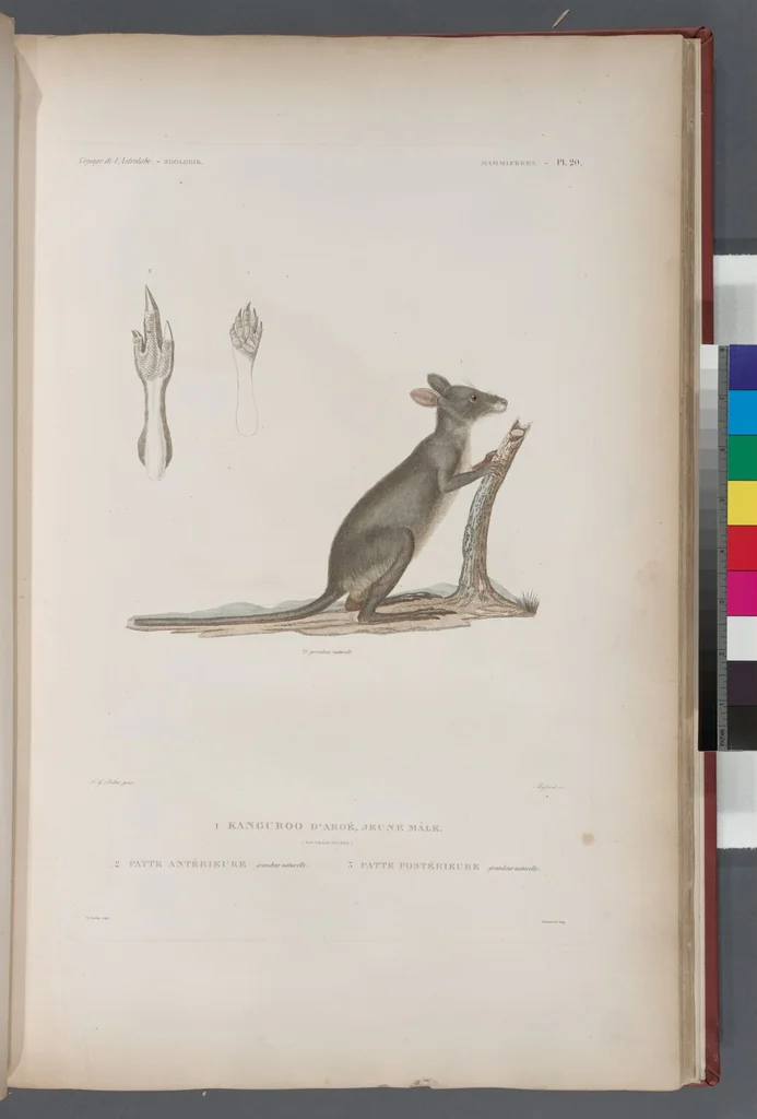An illustration from Voyage de la corvette l'Astrolabe exécuté par ordre du roi, pendant les années 1826-1827-1828-1829, sous le commandement de M. J. Dumont d'Urville, 1830, leaf 269