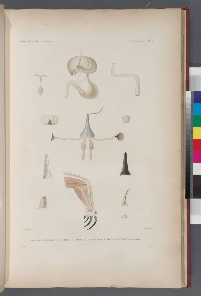 An illustration from Voyage de la corvette l'Astrolabe exécuté par ordre du roi, pendant les années 1826-1827-1828-1829, sous le commandement de M. J. Dumont d'Urville, 1830, leaf 270