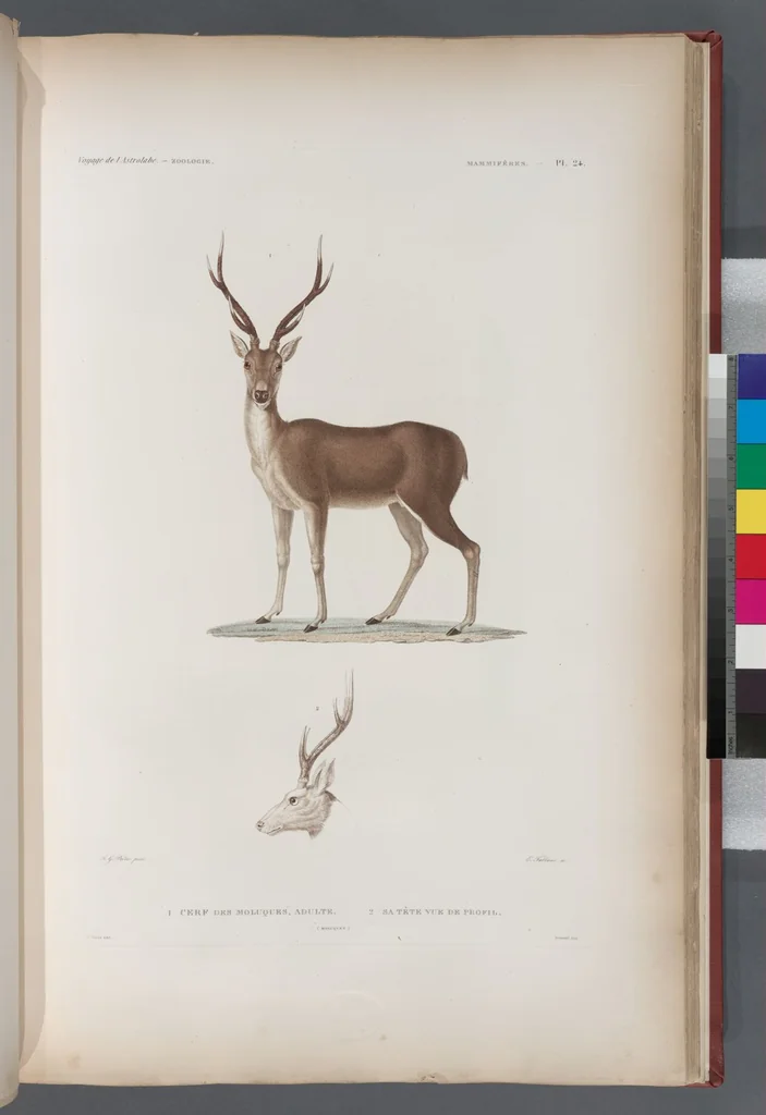 An illustration from Voyage de la corvette l'Astrolabe exécuté par ordre du roi, pendant les années 1826-1827-1828-1829, sous le commandement de M. J. Dumont d'Urville, 1830, leaf 273
