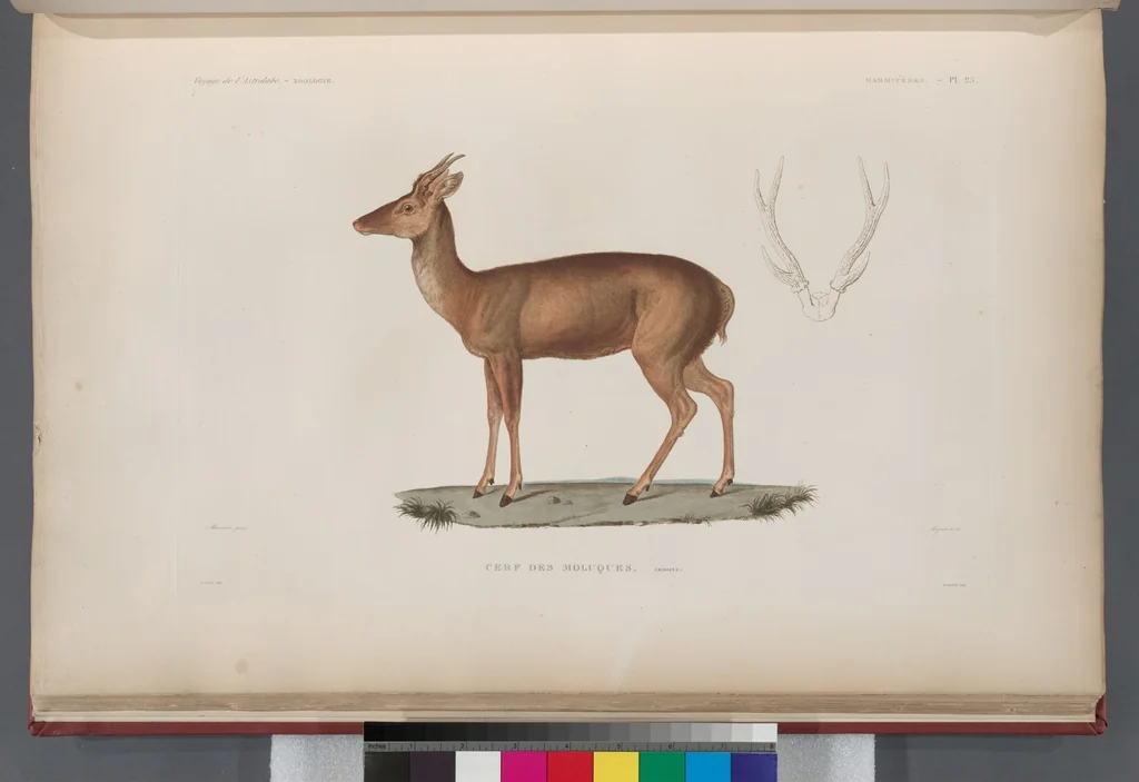 An illustration from Voyage de la corvette l'Astrolabe exécuté par ordre du roi, pendant les années 1826-1827-1828-1829, sous le commandement de M. J. Dumont d'Urville, 1830, leaf 274