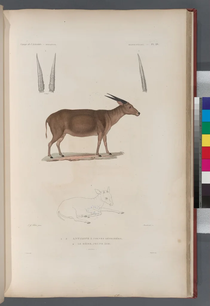An illustration from Voyage de la corvette l'Astrolabe exécuté par ordre du roi, pendant les années 1826-1827-1828-1829, sous le commandement de M. J. Dumont d'Urville, 1830, leaf 275