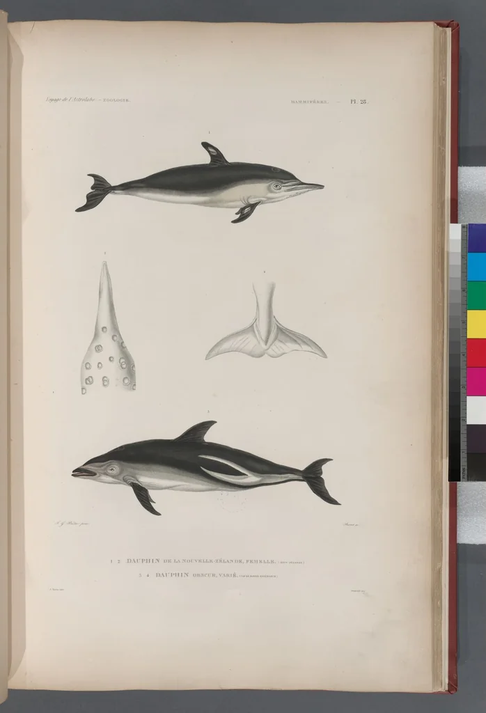 An illustration from Voyage de la corvette l'Astrolabe exécuté par ordre du roi, pendant les années 1826-1827-1828-1829, sous le commandement de M. J. Dumont d'Urville, 1830, leaf 277