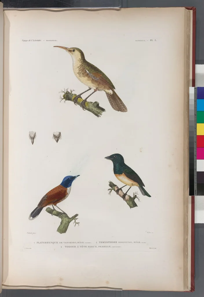 An illustration from Voyage de la corvette l'Astrolabe exécuté par ordre du roi, pendant les années 1826-1827-1828-1829, sous le commandement de M. J. Dumont d'Urville, 1830, leaf 282
