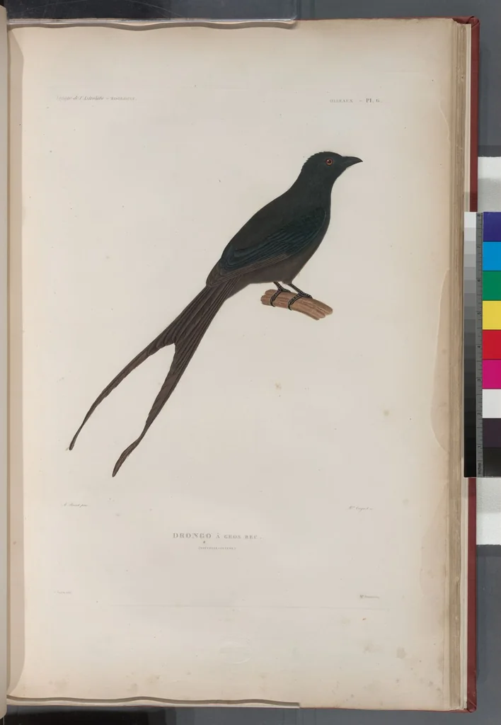 An illustration from Voyage de la corvette l'Astrolabe exécuté par ordre du roi, pendant les années 1826-1827-1828-1829, sous le commandement de M. J. Dumont d'Urville, 1830, leaf 283