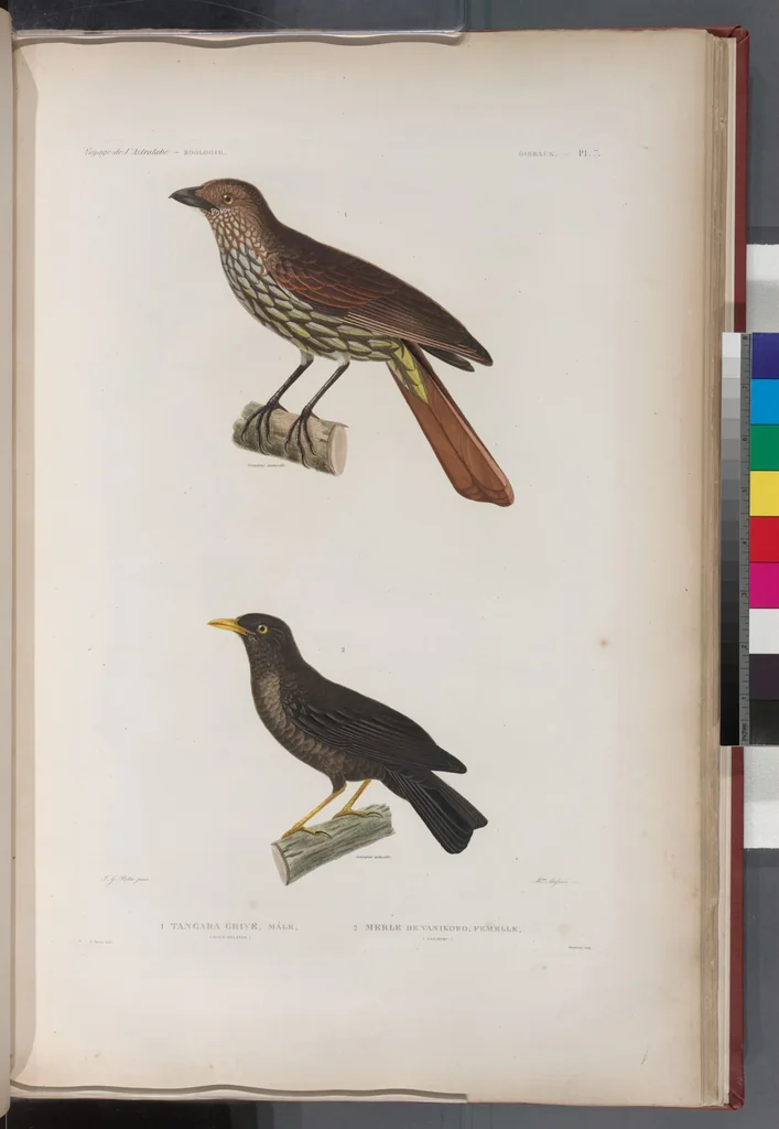 An illustration from Voyage de la corvette l'Astrolabe exécuté par ordre du roi, pendant les années 1826-1827-1828-1829, sous le commandement de M. J. Dumont d'Urville, 1830, leaf 284