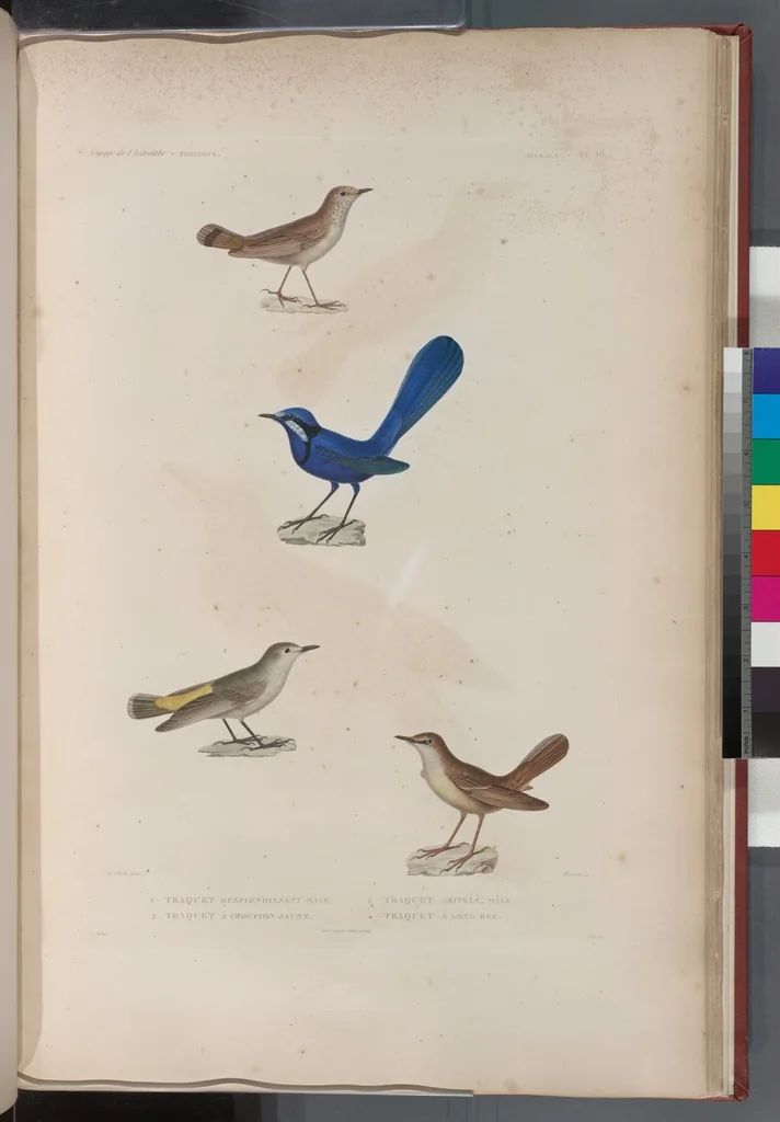 An illustration from Voyage de la corvette l'Astrolabe exécuté par ordre du roi, pendant les années 1826-1827-1828-1829, sous le commandement de M. J. Dumont d'Urville, 1830, leaf 287