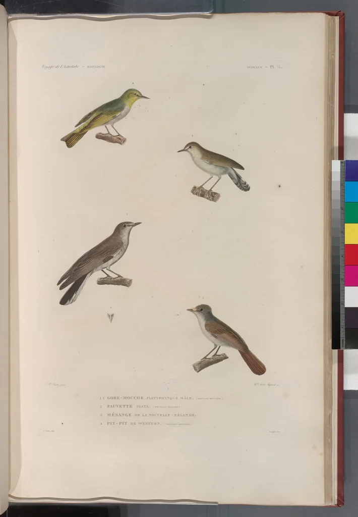 An illustration from Voyage de la corvette l'Astrolabe exécuté par ordre du roi, pendant les années 1826-1827-1828-1829, sous le commandement de M. J. Dumont d'Urville, 1830, leaf 288
