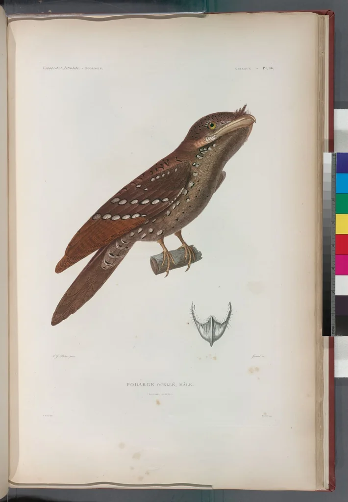 An illustration from Voyage de la corvette l'Astrolabe exécuté par ordre du roi, pendant les années 1826-1827-1828-1829, sous le commandement de M. J. Dumont d'Urville, 1830, leaf 291