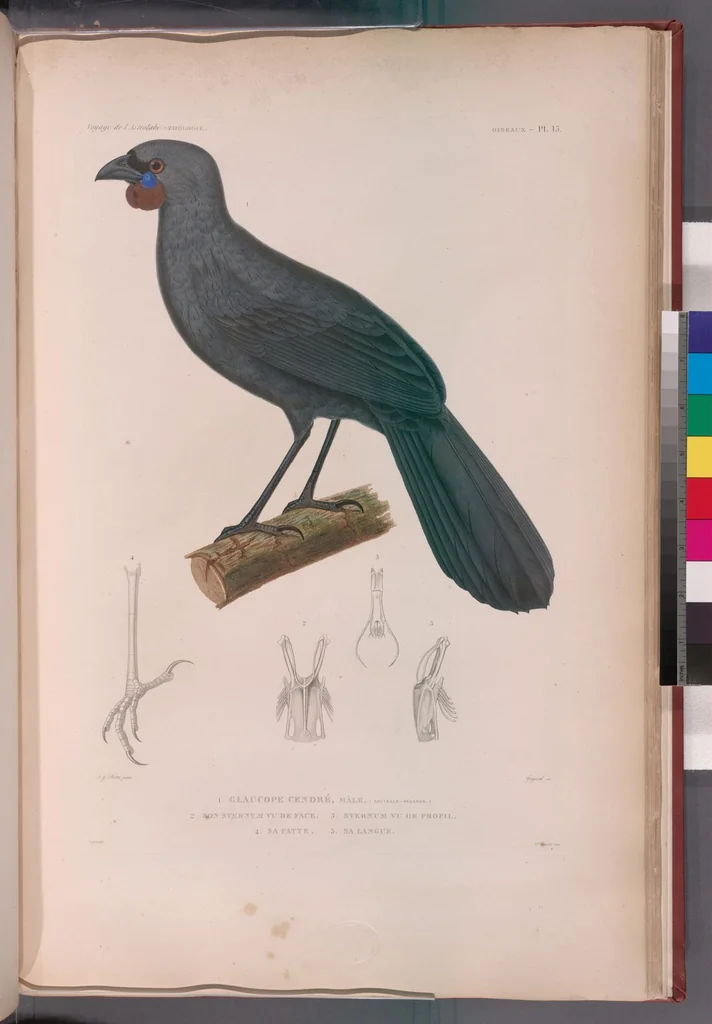 An illustration from Voyage de la corvette l'Astrolabe exécuté par ordre du roi, pendant les années 1826-1827-1828-1829, sous le commandement de M. J. Dumont d'Urville, 1830, leaf 292