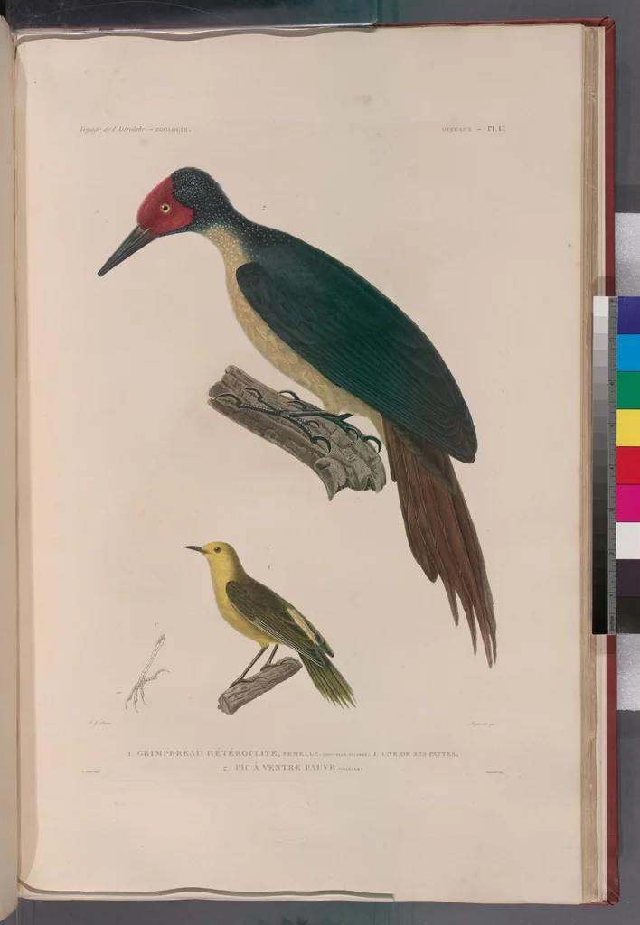 An illustration from Voyage de la corvette l'Astrolabe exécuté par ordre du roi, pendant les années 1826-1827-1828-1829, sous le commandement de M. J. Dumont d'Urville, 1830, leaf 294