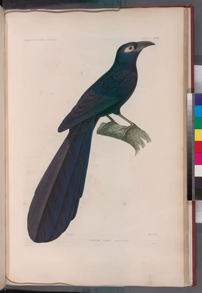 An illustration from Voyage de la corvette l'Astrolabe exécuté par ordre du roi, pendant les années 1826-1827-1828-1829, sous le commandement de M. J. Dumont d'Urville, 1830, leaf 296