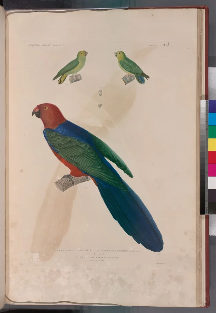 An illustration from Voyage de la corvette l'Astrolabe exécuté par ordre du roi, pendant les années 1826-1827-1828-1829, sous le commandement de M. J. Dumont d'Urville, 1830, leaf 298