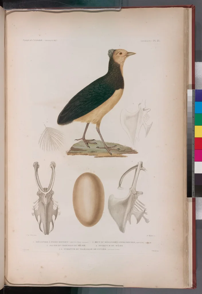 An illustration from Voyage de la corvette l'Astrolabe exécuté par ordre du roi, pendant les années 1826-1827-1828-1829, sous le commandement de M. J. Dumont d'Urville, 1830, leaf 302