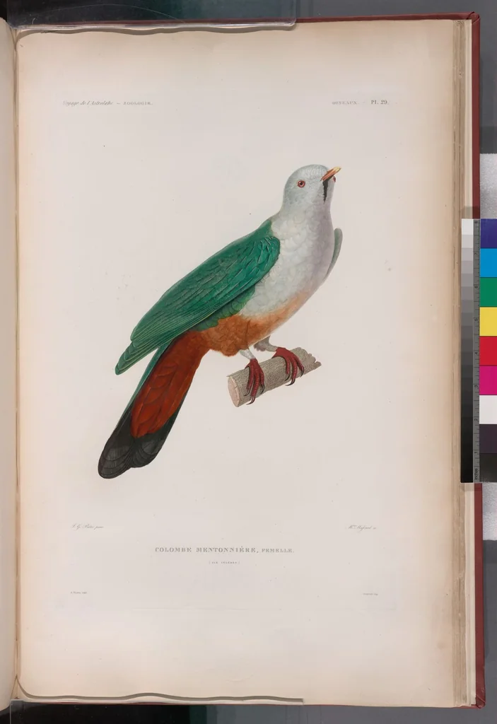 An illustration from Voyage de la corvette l'Astrolabe exécuté par ordre du roi, pendant les années 1826-1827-1828-1829, sous le commandement de M. J. Dumont d'Urville, 1830, leaf 306