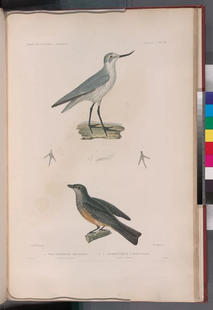 An illustration from Voyage de la corvette l'Astrolabe exécuté par ordre du roi, pendant les années 1826-1827-1828-1829, sous le commandement de M. J. Dumont d'Urville, 1830, leaf 308