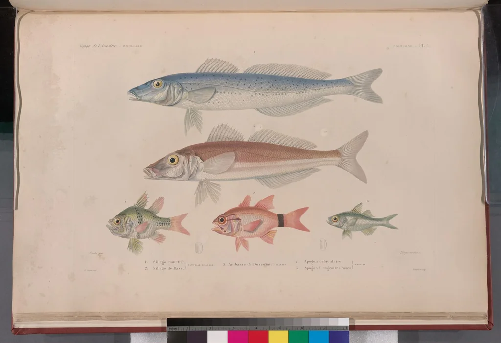 An illustration from Voyage de la corvette l'Astrolabe exécuté par ordre du roi, pendant les années 1826-1827-1828-1829, sous le commandement de M. J. Dumont d'Urville, 1830, leaf 309