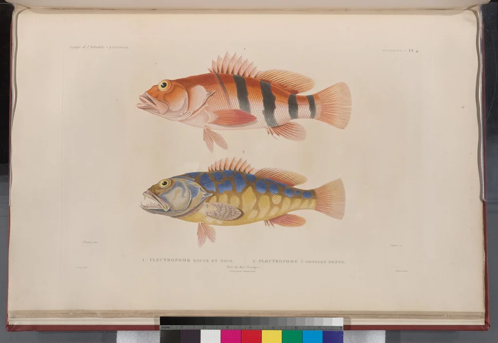 An illustration from Voyage de la corvette l'Astrolabe exécuté par ordre du roi, pendant les années 1826-1827-1828-1829, sous le commandement de M. J. Dumont d'Urville, 1830, leaf 312