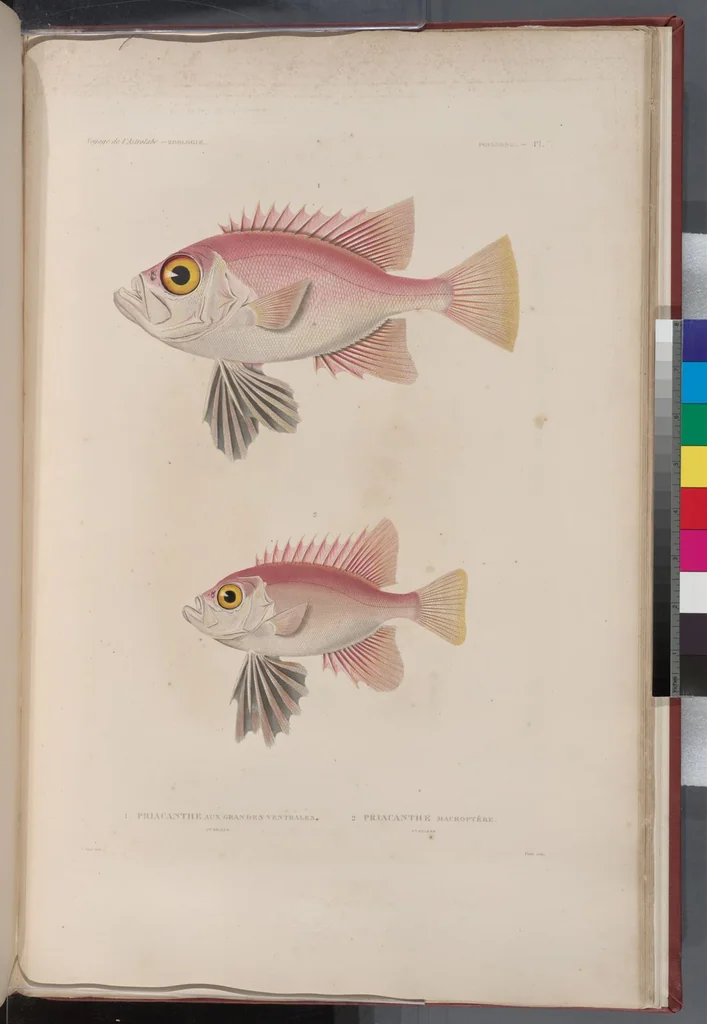 An illustration from Voyage de la corvette l'Astrolabe exécuté par ordre du roi, pendant les années 1826-1827-1828-1829, sous le commandement de M. J. Dumont d'Urville, 1830, leaf 313