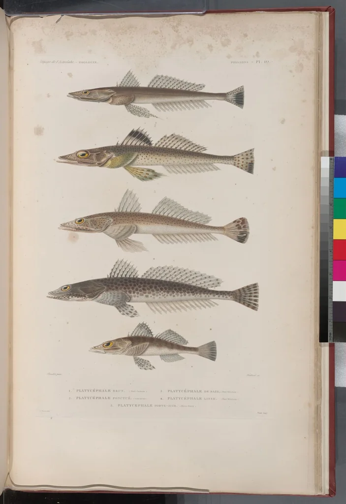 An illustration from Voyage de la corvette l'Astrolabe exécuté par ordre du roi, pendant les années 1826-1827-1828-1829, sous le commandement de M. J. Dumont d'Urville, 1830, leaf 314