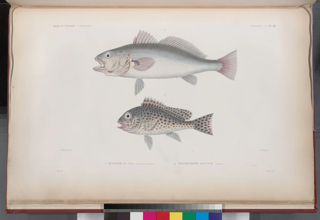 An illustration from Voyage de la corvette l'Astrolabe exécuté par ordre du roi, pendant les années 1826-1827-1828-1829, sous le commandement de M. J. Dumont d'Urville, 1830, leaf 316