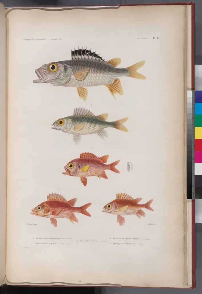 An illustration from Voyage de la corvette l'Astrolabe exécuté par ordre du roi, pendant les années 1826-1827-1828-1829, sous le commandement de M. J. Dumont d'Urville, 1830, leaf 317