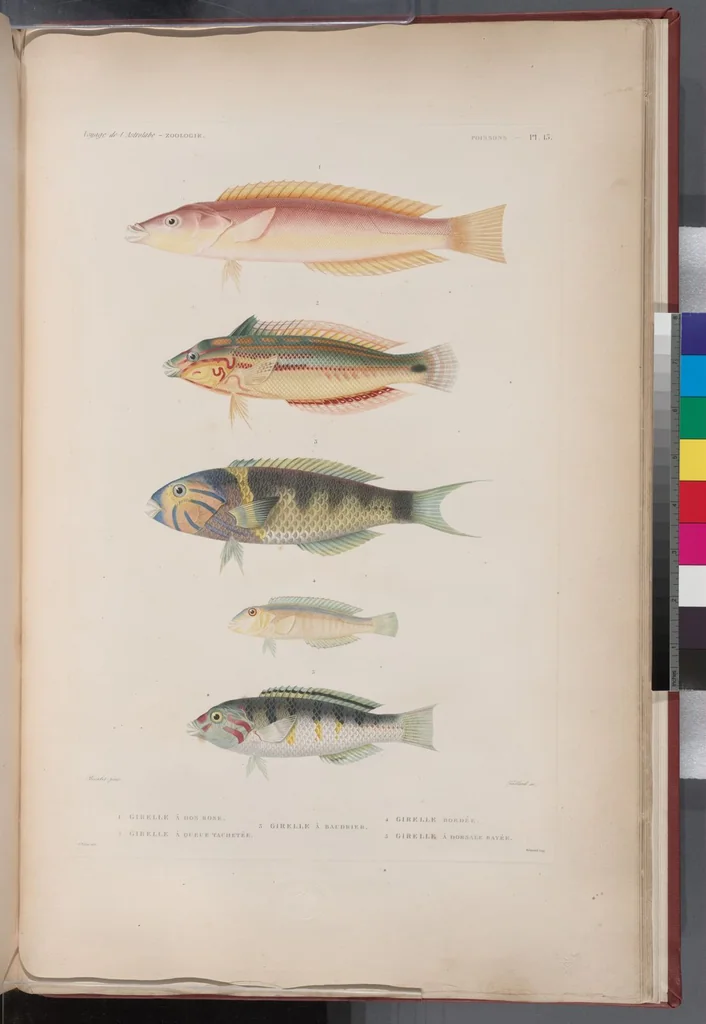 An illustration from Voyage de la corvette l'Astrolabe exécuté par ordre du roi, pendant les années 1826-1827-1828-1829, sous le commandement de M. J. Dumont d'Urville, 1830, leaf 318
