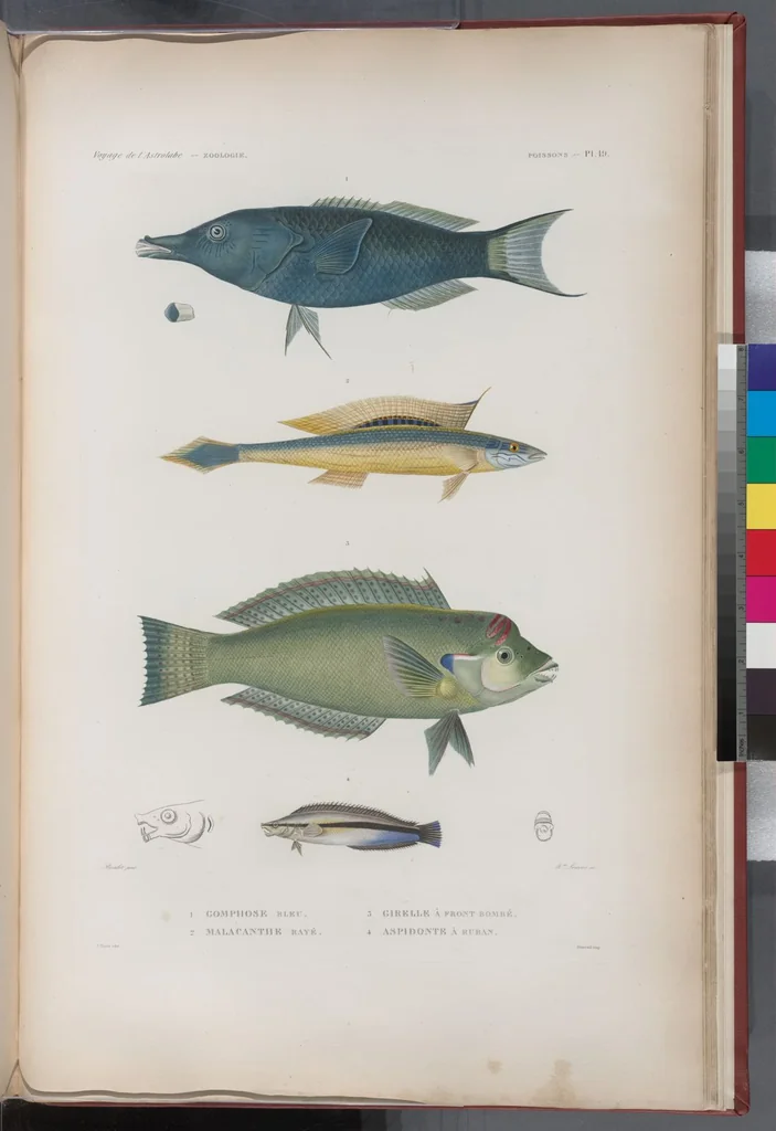 An illustration from Voyage de la corvette l'Astrolabe exécuté par ordre du roi, pendant les années 1826-1827-1828-1829, sous le commandement de M. J. Dumont d'Urville, 1830, leaf 319